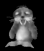 anim. baby walrus