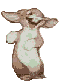animated rabbit