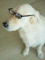 Dog wearing Glasses